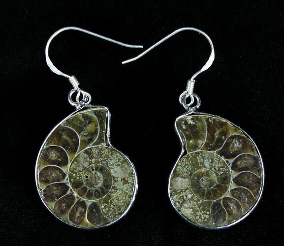 Stylish Fossil Ammonite Earrings #21062